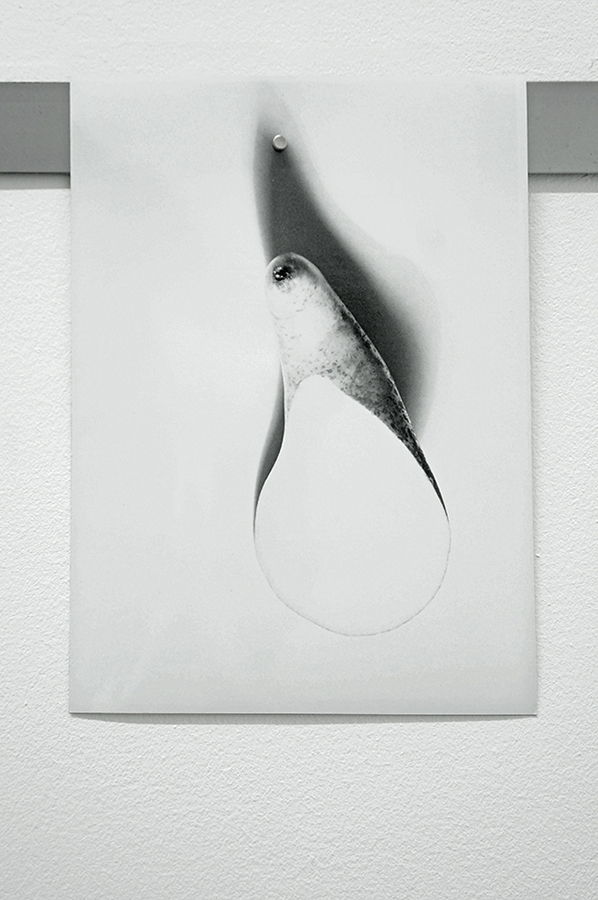 Fay Nicolson, APEL